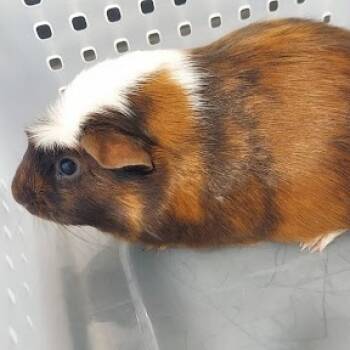 Rescue Guinea Pig Guinea Pigs for Adoption in Fairport, New York - Theo | PetCurious